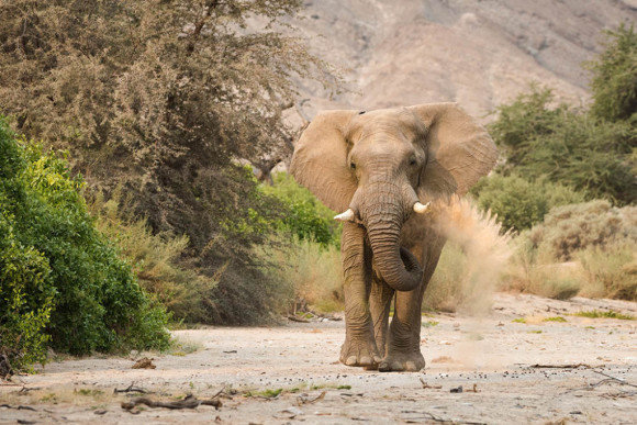 Desert-adapted elephant activity