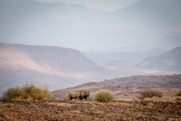 Desert-adapted black rhino activity