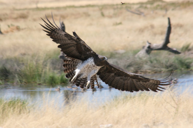 Birding