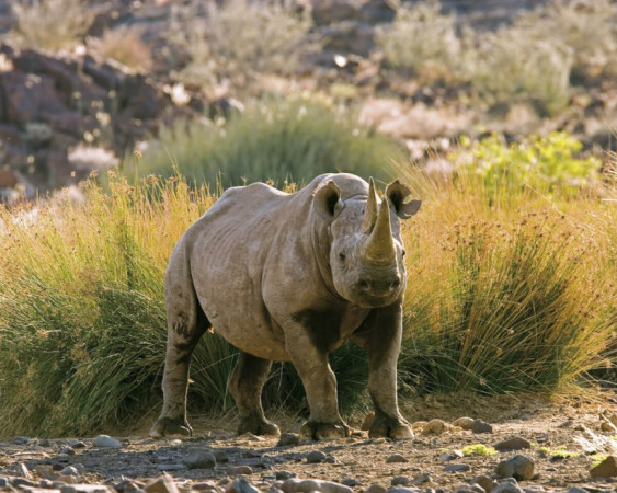 Save The Rhino Trust