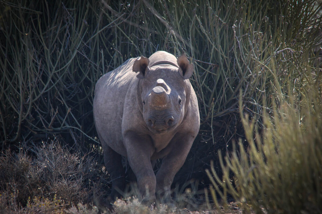 //Huab Rhino Conservation
